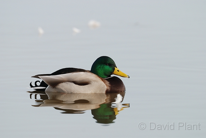 Mallard male - A.jpg - Mallard, male - Slimbridge